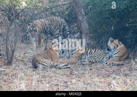 Indien, Rajasthan Ranthambore Nationalpark, Bengal Tiger (Panthera tigris tigris), Weibliche und Youngs, ein Jahr alt. Stockfoto