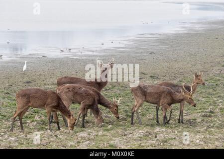 Indien, Assam, Kaziranga National Park, Sumpf Hirsch (Cervus duvaucelii ranjitsinghii ou Rucervus duvaucelii ranjitsinghii) Stockfoto