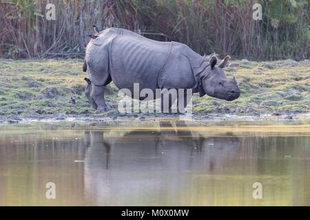 Indien, Assam, Kaziranga National Park, asiatische One-horned Rhinoceros rhino oder indische oder Mehr One-horned Rhinoceros (Rhinoceros unicornis), P Stockfoto