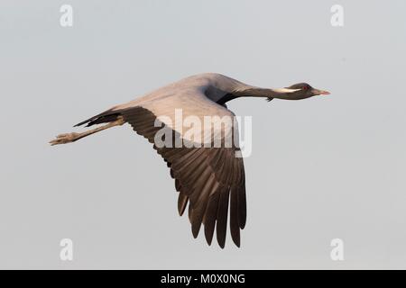 Indien, Rajasthan, Wüste Thar, Kichan, Dorf der Marwari Jain communuty, haben Fütterung jeden Winter seit 1970 Demoiselle Kraniche (Grus vi. Stockfoto