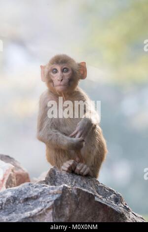 Indien, Rajasthan Ranthambore Nationalpark, Rhesus macaque oder Rhesusaffen (Macaca mulatta) mulatta, Junge Stockfoto