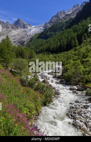 Schweiz, Wallis, Trient, Gletscher und Torrent in Trient Tal, Mont-Blanc Massiv Stockfoto