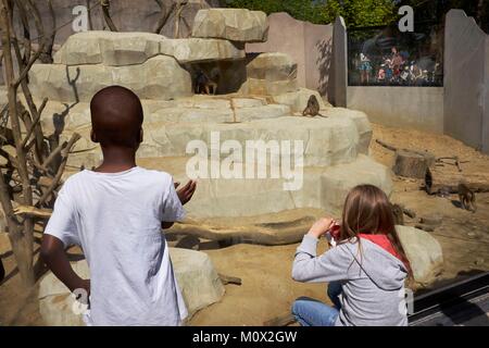 Frankreich, Paris, Tierpark von Paris Vincennes (Zoo), Biozone Sahel-Sudan, Gehäuse von Guinea Paviane (Papio papio) Stockfoto