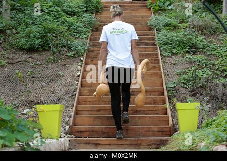 Fürstentum Monaco, Monaco, Jessica Sbaraglia Gründer von Terre de Monaco in der Küche Garten der Odeon Tower in Monaco arbeiten. Im Jahr 2016 startete von Jessica, Ehemaliger Schweizer Modell, Terre de Monaco hat sich zum weltweit größten in Privatbesitz befindlichen Bauernhof für urbane Landwirtschaft Stockfoto