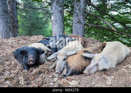 Frankreich, Corse du Sud, Evisa, territoriale Wald von Aitone, Schweine Korsika oder Porcu nustrale angehoben ausschließlich im Freien Korsika zu den halb wilden Zustand Stockfoto