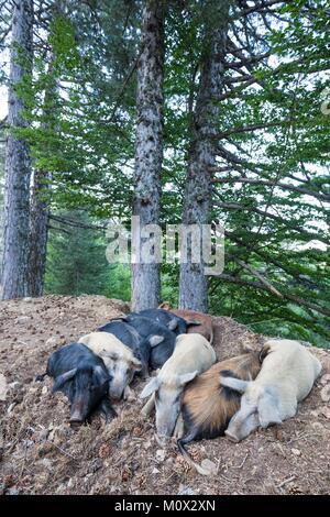 Frankreich, Corse du Sud, Evisa, territoriale Wald von Aitone, Schweine Korsika oder Porcu nustrale angehoben ausschließlich im Freien Korsika zu den halb wilden Zustand Stockfoto