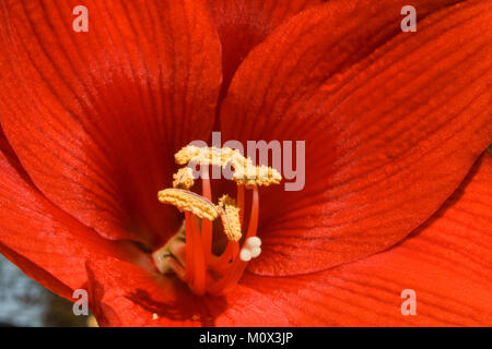 Rote Amaryllis Makro Bild Stockfoto