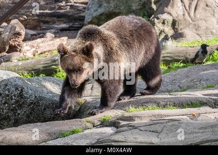 Schweden, Stockholm, auf der Insel Djurgarden, Freilichtmuseum Skansen 1891 erstellt, Zoo, Black Bear Stockfoto