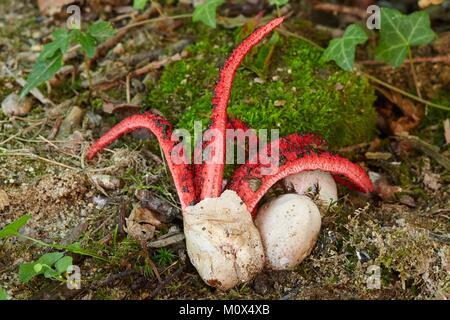 Frankreich, Morbihan, Vannes, Pilz, Phallaceae, Octopus Exemplar des Gemeinen Stinkmorchels, Finger des Teufels (Clathrus archeri) Stockfoto