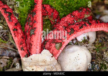 Frankreich, Morbihan, Vannes, Pilz, Phallaceae, Octopus Exemplar des Gemeinen Stinkmorchels, Finger des Teufels (Clathrus archeri), Detail der gleba Stockfoto