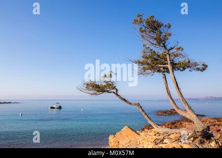 Frankreich, Korsika, Porto Vecchio, Strand von Palombaggia Stockfoto