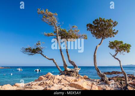 Frankreich, Korsika, Porto Vecchio, Strand von Palombaggia Stockfoto