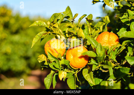 Orangen auf dem Baum im Garten Stockfoto