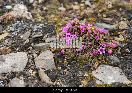 Lila oder Berg Steinbrech Steinbrech (Saxifraga oppositifolia) wilde Blumen blühen auf steinigem Boden in der Tundra Lebensraum. Spitzbergen Svalbard Norwegen Stockfoto