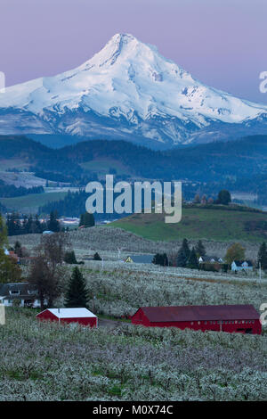 Sonnenaufgang über Birnen-, Apfel-, Kirsch- und anderen Obstbäumen der Hood River Tal mit Mount Hood überragt. Oregon im Frühjahr. USA Stockfoto