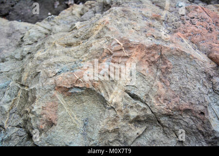 Fossile in Stein auf einer Höhe von mehr als 2000 m über dem Meeresspiegel. Paläontologische Impressum einer Textur auf einem Stein. Stockfoto