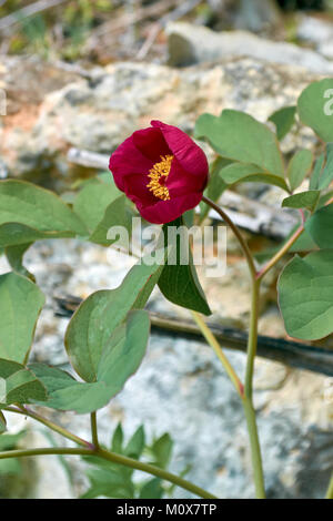 Wilde rote Pfingstrose im Frühjahr Wald Stockfoto