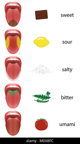 Zunge Karte mit Geschmack Zonen - süß, sauer, salzig, bitter und umami von Schokolade, Zitrone, Salz, Kräuter und Tomaten vertreten. Stockfoto