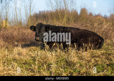 Galloway Rinder, Beweidung, ruhenden River Park Maasvallei, Naturpark, Reserve, ehemaliger kiesabbau an der Maas, Limburg, Belgien. Stockfoto