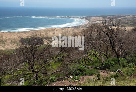 Brenton on Sea in der Nähe von Knysna Western Cape Südafrika, ca. 2017. Verbrannte Bäume von einem Waldbrand blicken auf den Strand Stockfoto