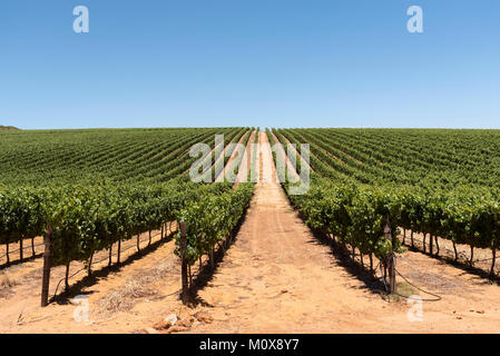 Weinberg in der Stellenbosch Region des Western Cape Südafrika. Circa 2017. Reben wachsen in geraden ordentlich Linien Stockfoto