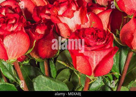 Blumenstrauß aus roten Rosen closeup Stockfoto