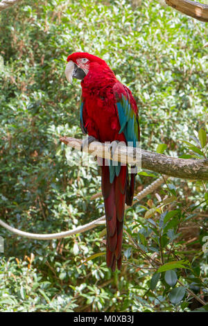 Ein Green-winged Macaw in der Salisbury Zoological Park, Salisbury, Maryland, Vereinigte Staaten. Stockfoto