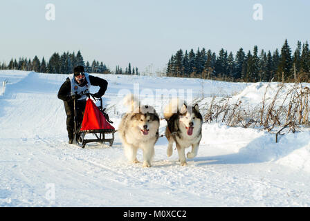 POLAZNA, Russland - Januar 21, 2018: Zwei malamutes ziehen einen Schlitten mit einem Teilnehmer Schlittenhunderennen im Ural. Stockfoto