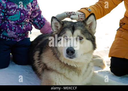 Eine riesige Alaskan Malamute Rasse Hund liegt auf dem Schnee, während die Kinder ihn streicheln; Nahaufnahme. Stockfoto