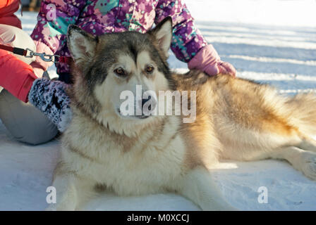 Eine riesige Alaskan Malamute Rasse Hund liegt auf dem Schnee, während die Kinder ihn streicheln; Nahaufnahme. Stockfoto