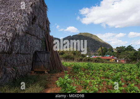 Tabak Bauernhof Schuppen in Vinales, Kuba mit Tabakpflanzen Stockfoto