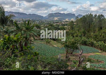 Betriebe und sanften Hügeln in Vinales, Kuba Stockfoto