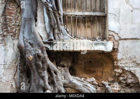 Baum wächst durch ein altes Gebäude in Havanna Vieja, Kuba Stockfoto