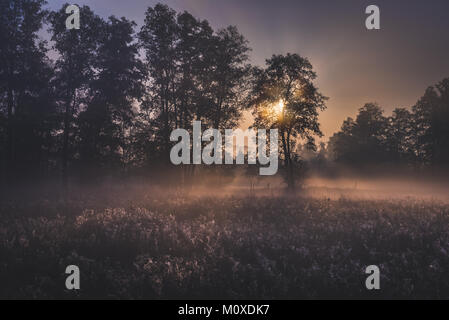 Cobwebbed Wiese in Gorki Dorf, Sochaczew County am Rande des Kampinoski Wald, große Wälder komplex in der Woiwodschaft Masowien in Polen Stockfoto