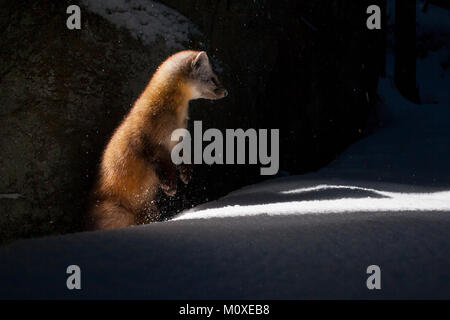 MAYNOOTH, ONTARIO, Kanada - Januar 22, 2018: ein Marder (Martes americana), Teil der Weasel Familie/Mustelidae Grünfutter für Lebensmittel. Stockfoto