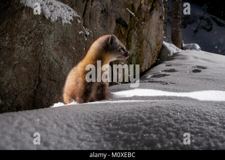 MAYNOOTH, ONTARIO, Kanada - Januar 22, 2018: ein Marder (Martes americana), Teil der Weasel Familie/Mustelidae Grünfutter für Lebensmittel. Stockfoto