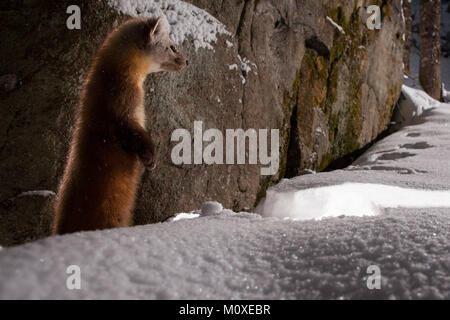 MAYNOOTH, ONTARIO, Kanada - Januar 22, 2018: ein Marder (Martes americana), Teil der Weasel Familie/Mustelidae Grünfutter für Lebensmittel. Stockfoto