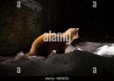 MAYNOOTH, ONTARIO, Kanada - Januar 22, 2018: ein Marder (Martes americana), Teil der Weasel Familie/Mustelidae Grünfutter für Lebensmittel. Stockfoto