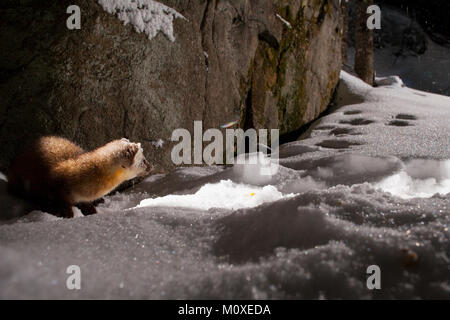 MAYNOOTH, ONTARIO, Kanada - Januar 22, 2018: ein Marder (Martes americana), Teil der Weasel Familie/Mustelidae Grünfutter für Lebensmittel. Stockfoto