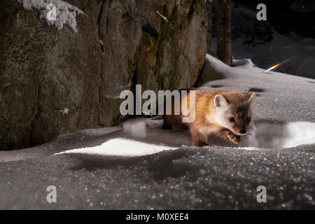 MAYNOOTH, ONTARIO, Kanada - 23. Januar 2018: Ein Marder (Martes americana), Teil der Weasel Familie/Mustelidae Grünfutter für Lebensmittel. Stockfoto