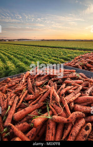 Kisten mit Karotten mit ein reifes Feld der Karotten im Hintergrund. Holland Marsh in Bradford West Gwillimbury, Ontario, Kanada. Stockfoto