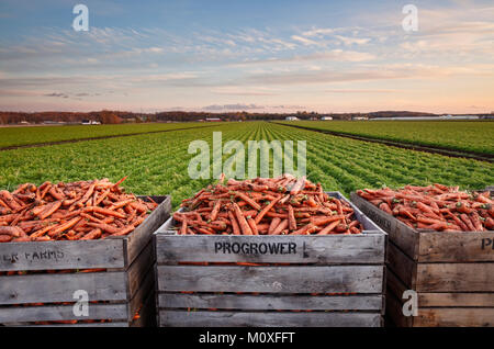 Kisten mit Karotten mit ein reifes Feld der Karotten im Hintergrund. Holland Marsh in Bradford West Gwillimbury, Ontario, Kanada. Stockfoto