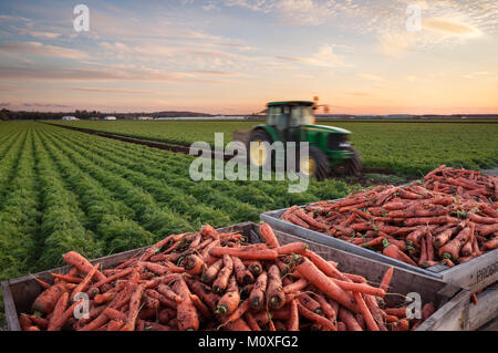 Ein Traktor Karotten sammeln mit Kisten mit Karotten und ein reifes Feld der Karotten im Hintergrund. Holland Marsh in Bradford West Gwillimbury. Stockfoto