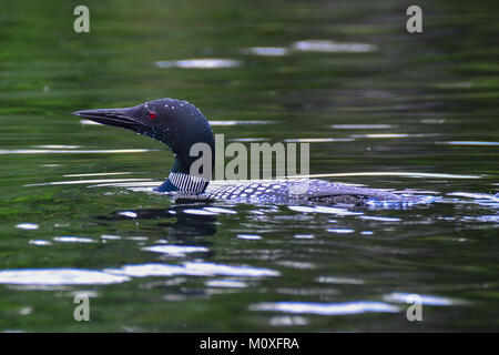 In der Nähe einer gemeinsamen Loon, Gavia Immer, Schwimmen in Mason See in den Adirondack Mountains, NY, USA Stockfoto