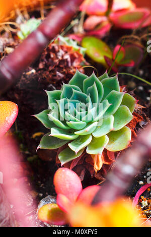 Sukkulenten Pflanzen im Garten Stockfoto