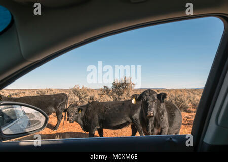 Aneth, Utah - Kühe auf den offenen Bereich im südöstlichen Utah einem vorbeifahrenden Auto untersuchen. Stockfoto