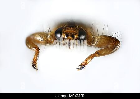 Rotwild ked Fliegen, Lipoptena Cervi, ein Mikroskop Bild Stockfoto