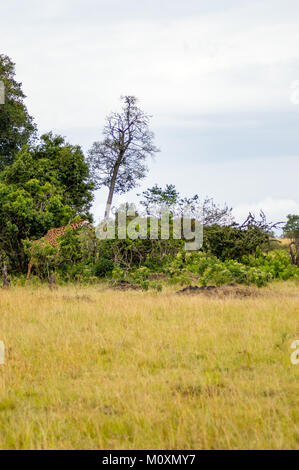 Isolierte Giraffe in der Nähe von Acacia im Park der Masai Mara in Kenia Stockfoto