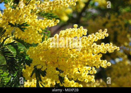 Mimosa Blumen auf Zweig Stockfoto