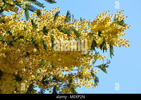 Mimosa Blumen auf Zweig Stockfoto